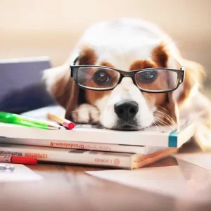 Собака в очках на книгах - самое умное животное.