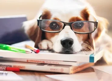 Собака в очках на книгах - самое умное животное.
