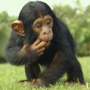 Примат - самое умное животное.