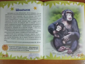 А ты знаешь интересную информацию про шимпанзе