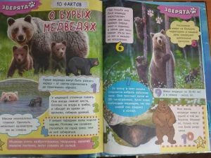 Информация про медведей