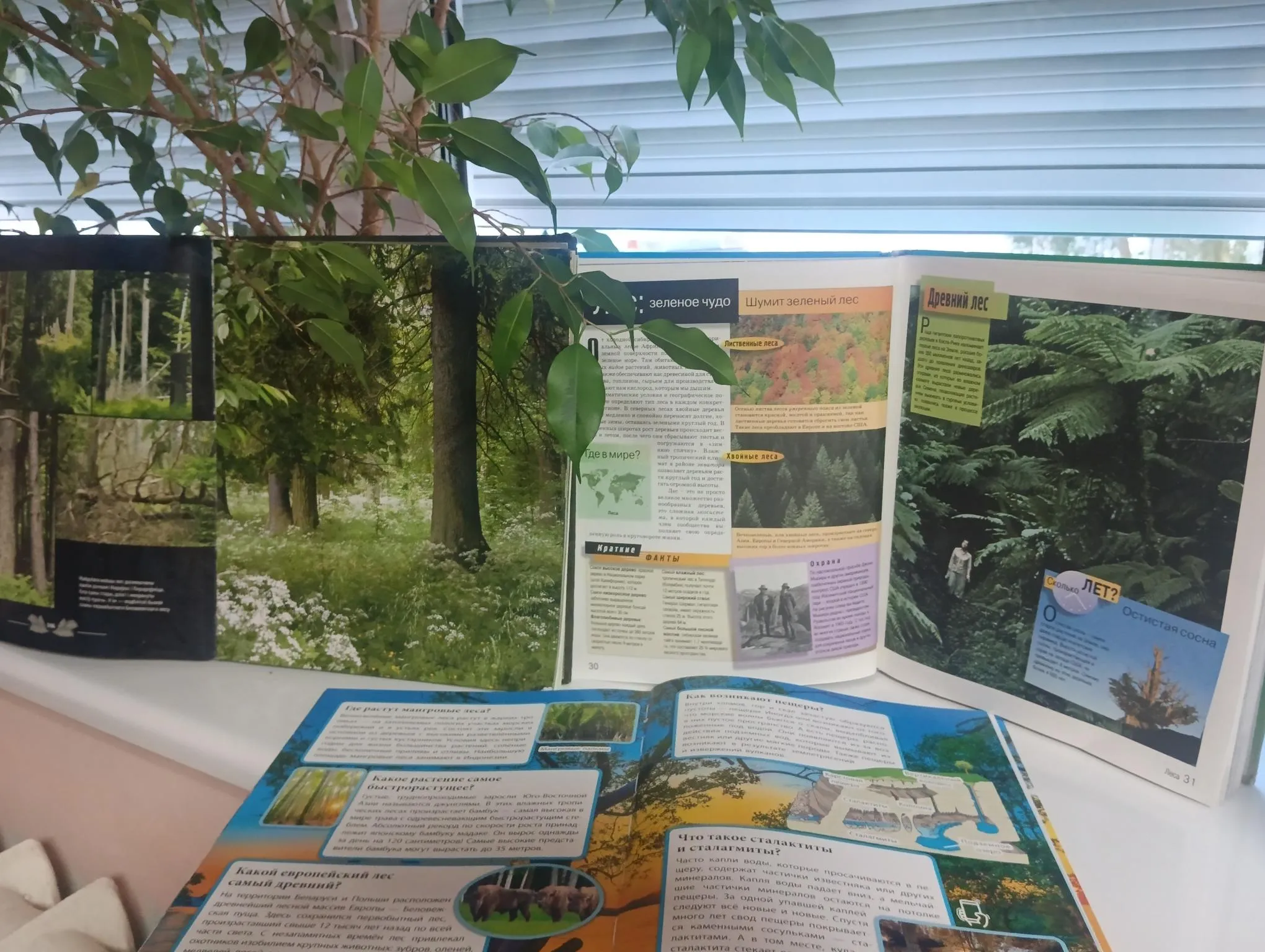 С кузовком, лукошком по лесным дорожкам