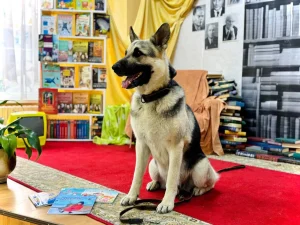 Собака в библиотеке