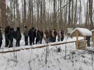 Снежный лес