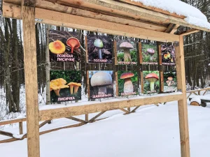 Снежными тропами Брестского лесхоза-9