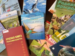 Чаму чорны бусел ад людзей хаваецца-2