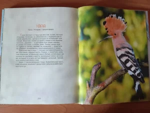 Удивительный мир птиц-4